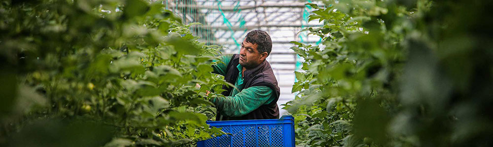 Agricultura y Ganadería